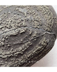 The Peanut: Pyrite Concretion