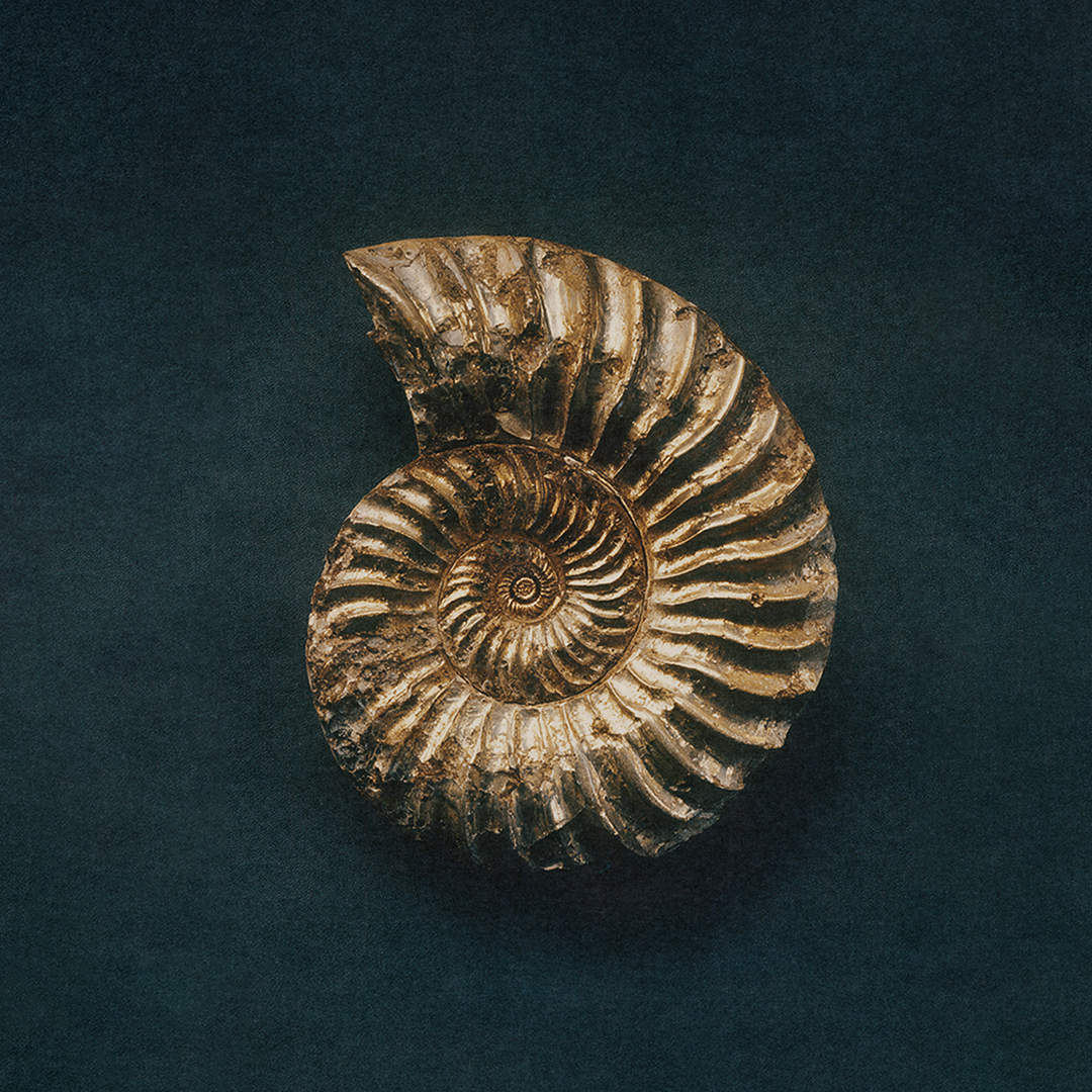 THE YEAR AHEAD SPREAD